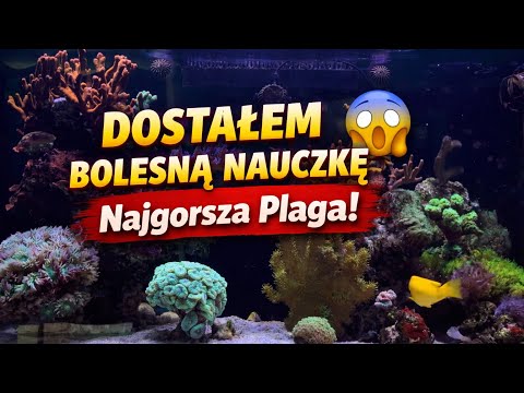 DOSTAŁEM BOLESNĄ NAUCZKĘ 😱 Najgorsza plaga | Akwarium Morskie 250L”