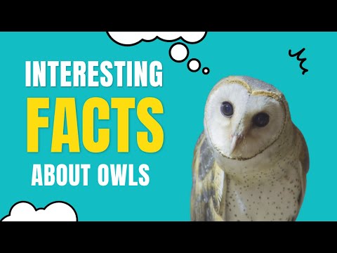 The beginner guide to why owls are interesting