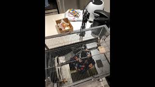 Long-tailed Chinchilla Rodents Videos