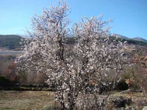 Tužna su zelena polja - Pro Arte