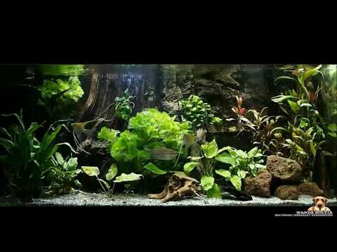 Akvárium 160 liter Amazonas háttérrel