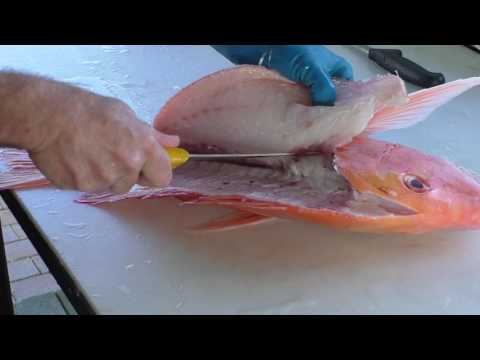 Filleting a Red Emperor