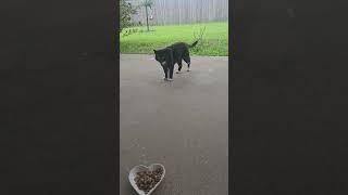 Longshot's here for breakfast! #stray #straycat #tuxedocat #cutecat #catshorts #catvideos #cat #cats