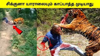 Tamil Animal Video Watch HD Mp4 Videos Download Free Tamil Animal Video Watch HD Mp4 Videos Download Free