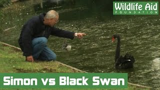 Baby goose saved from territorial black swan
