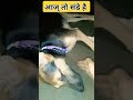 #short#vedio#viral#vedio#pet#animal#dog#lover#like#comment#share##
