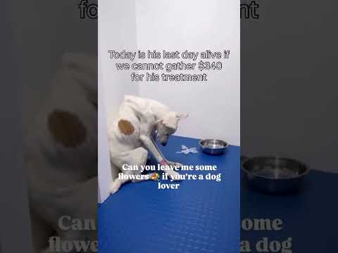 For any help consider donating link in bio to save a stray life in Los Angeles#usashorts#saveladogs