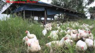 organic/natural farming: sunshine free-range/pastured chicken