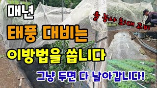 매년 텃밭 태풍 대비는 이렇게 이방법을 씁니다 그냥 두면 강한비바람에 농작물 다 날아갑니다 서두르세요