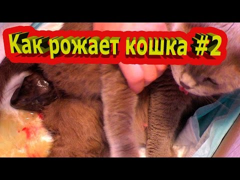 Giving birth cat #2/ The birth of a kitten and the first breath. The breeding season in cats.