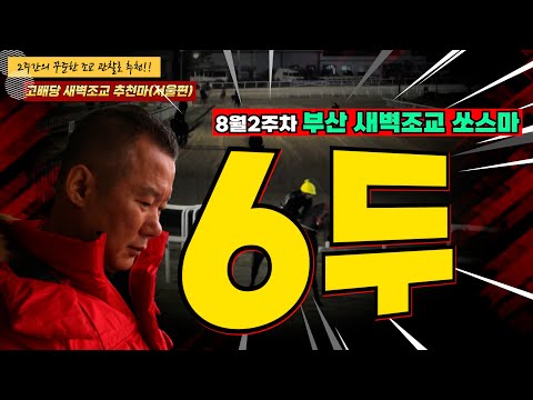 8/9-강백호-토-이번에는 - 부산쏘스마 6두!! 2주간 훈련변화 보인 마필은?#고배당새벽조교