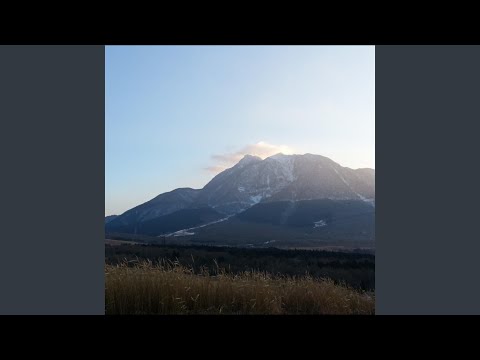 フキタンポポ 植物