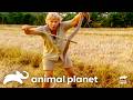 Steve Irwin Comes Face To Face With Deadly Snakes The Crocodile Hunter Animal Planet