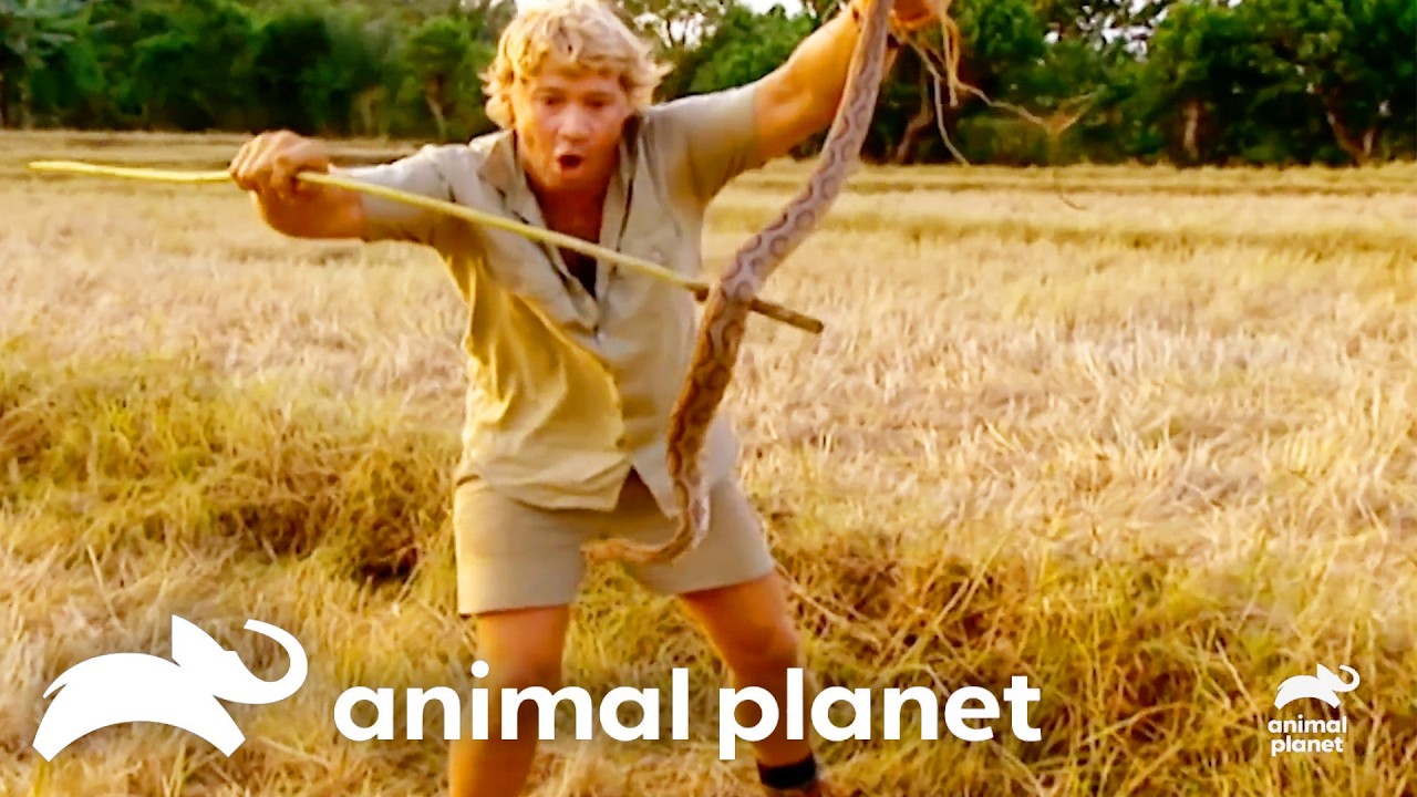 Steve Irwin Comes Face to Face with Deadly Snakes | The Crocodile Hunter | Animal Planet