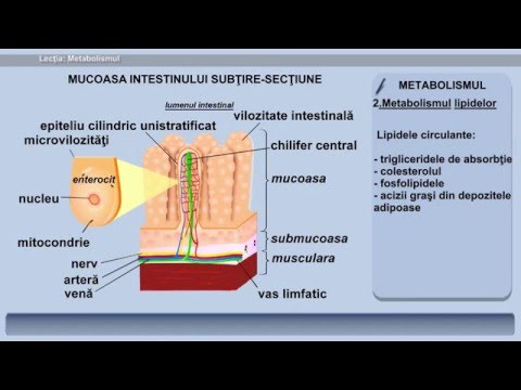 Tratamentul miopiei cu tinctura de albine