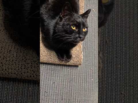 Pomôžme mačičke Černici zbaviť sa bolesti