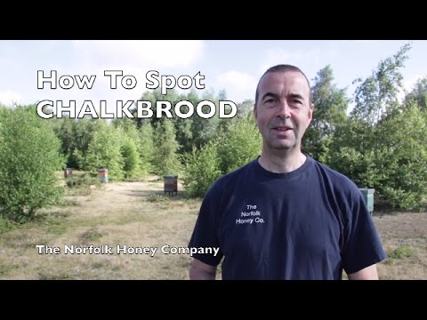 Beekeeping Basics - How to spot Chalkbrood in your Honeybee colony - The Norfolk Honey Co.