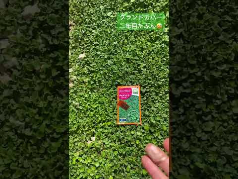 なぜ長く咲き続けるグランドカバーの花を植えるのか