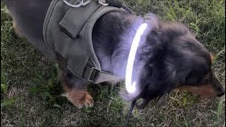 ネルくんとパパのゲリライブ🐶 | 作業や勉強、睡眠のおともに | 犬のいる暮らし