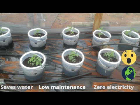 The BEST self watering wicking buckets - Hydroponics
