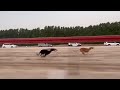 Greyhound X Saluki Race 1 2 Km Distance