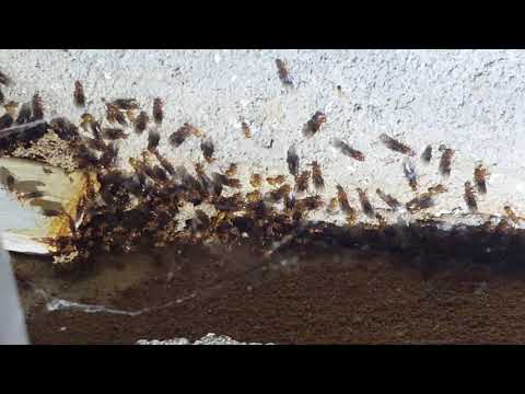 Large Infestation of Citronella Ants in Holmdel, NJ