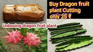 25₹ में ड्रैगन फ्रूट के पौधे की कटिंग/dragon fruit plant cutting only 25₹/Unbox dragon fruit plant