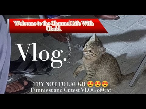 The New funny vedio 2023 cutest cats|The Funniest and Fluffiest Cats of 2023 Will Melt Your Heart.