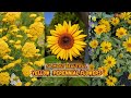 50 Most Beautiful Yellow Perennial Flowers Add Vibrant Colors To Your Garden All Season Long