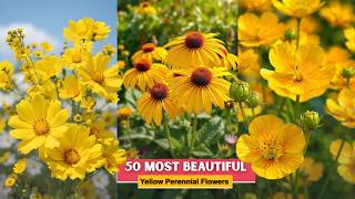 50 Most Beautiful Yellow Perennial Flowers | Add Vibrant Colors to Your Garden All Season Long