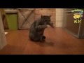 Истинно башкирский кот | Funny Bashkirian Cat 