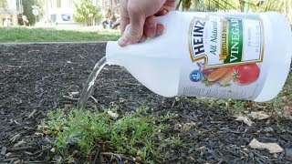 Put Vinegar On Your Plants And This Will Happen