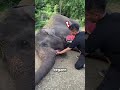 Dieser Tourist fütterte einen hungrigen Elefanten ❤️