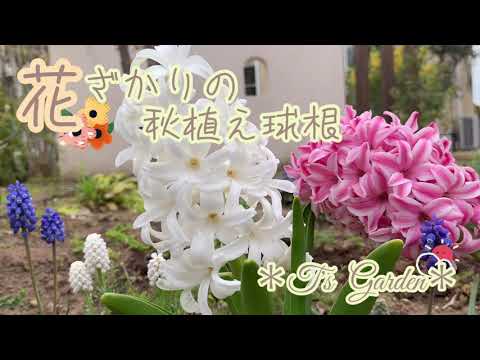 秋に植える球根はどれですか?春の庭を彩る6つの花たち！  庭園