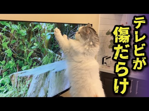 Stop it!!! Don't punch the TV!!! [Cat speaking in Kansai dialect] [Cat voice-over]