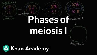 Phases of meiosis I | Cells | MCAT | Khan Academy