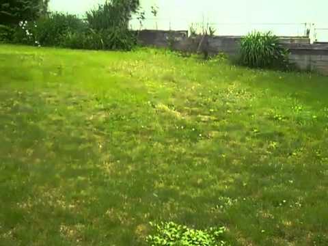 Grady the dog loves to fetch more than anything!