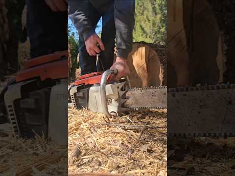 Stihl 075 Chainsaw 111cc #stihlchainsaw #beast