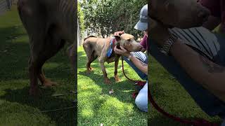 Video preview image #1 Doberman Pinscher-Unknown Mix Puppy For Sale in Pasadena, CA, USA