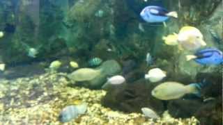 preview picture of video '2012年7月29日 台東小丑魚主題館熱帶魚缸 TaiTung Anemonefish Aquarium Tropical Fishes'