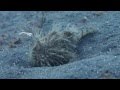 Hairy Frogfish Two Fish Divers Lembeh 23 12 2012 31 12 2012