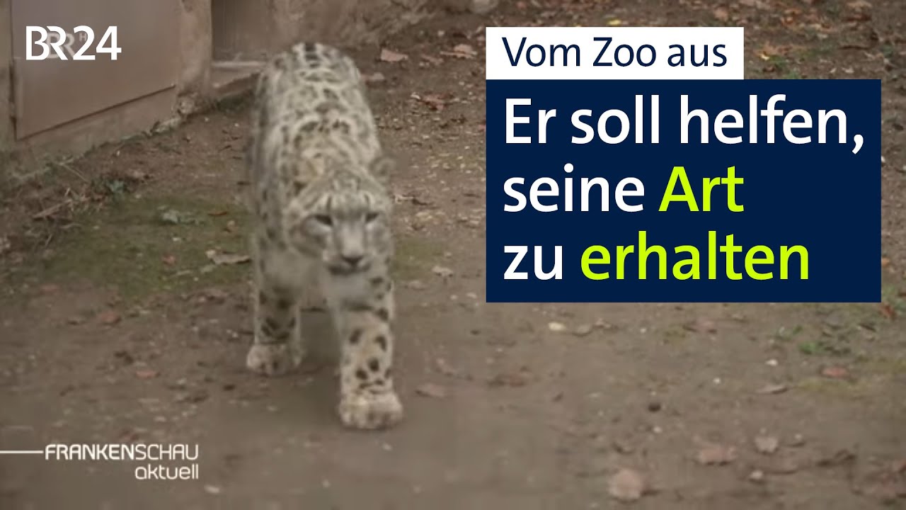 Neuer Schneeleopard im Tiergarten Nürnberg soll Art erhalten | BR24