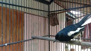 Download lagu pancingan emosi kacer sebelum lomba mp3 Download lagu pancingan emosi kacer sebelum lomba mp3
