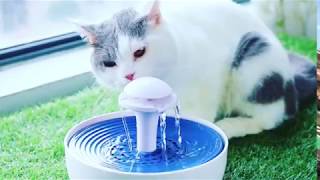 EZ-PET Automatic Water Fountain