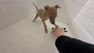 イタリアングレーハウンドの動画01