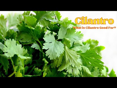The Ultimate Guide to Cilantro: Unveiling its Secrets!