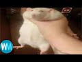 Top 5 rats (reupload)
