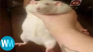 Cover art for TOP 5 RATS!