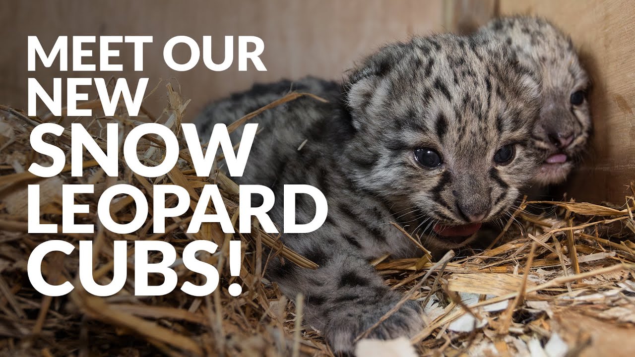 Snow Leopard Cubs BORN!