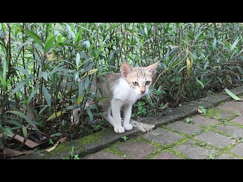 Poor kitten come out of hiding without a mother
